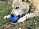 SN Flying Saucer Durable Rubber Chew Toy & Treat Dispenser