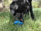 SN Flying Saucer Durable Rubber Chew Toy & Treat Dispenser